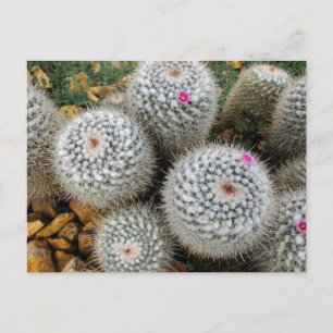 Carte Postale Cactus