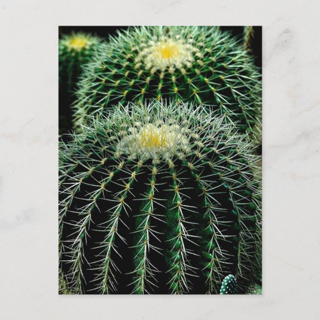 Carte Postale Cactus (Devant)