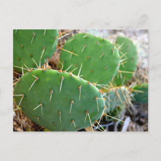 Carte Postale Cactus