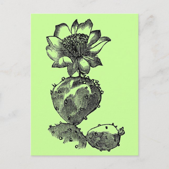 Carte postale cactus (Devant)