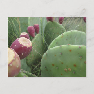 Carte Postale Cactus