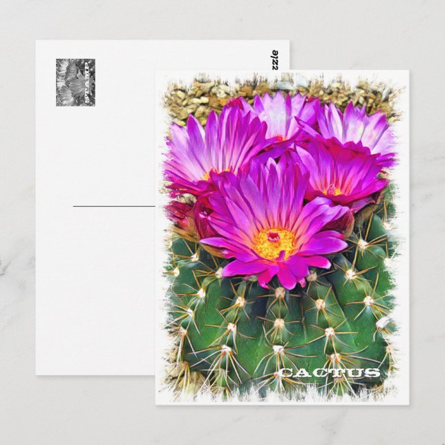 Carte Postale Cactus ポストカード (Devant / Derrière)