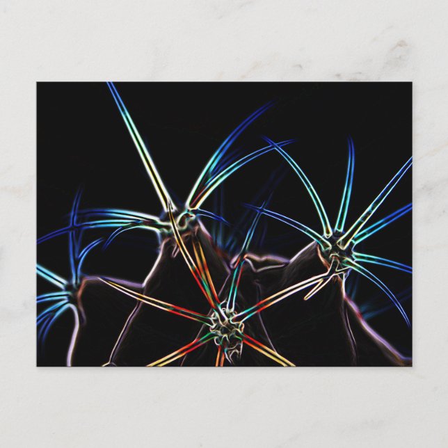 Carte Postale Cactus 1 pccna (Devant)