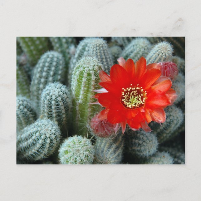 Carte Postale Cactus à fleur orange (Devant)