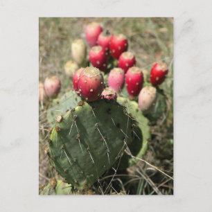 Carte Postale Cactus À Poires En Poches Au Texas