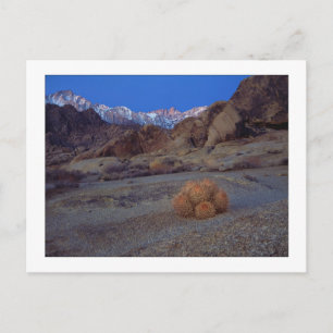 Carte Postale "Cactus Avec Vue"