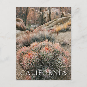 Carte Postale Cactus Barrel en Californie