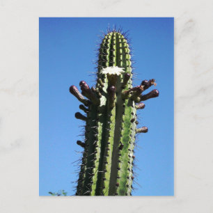 Carte Postale Cactus, Batopilas, Canyon de cuivre, Mexique