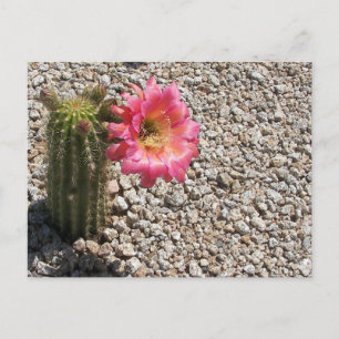 Carte Postale Cactus Bloom
