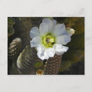Carte Postale Cactus Bloom
