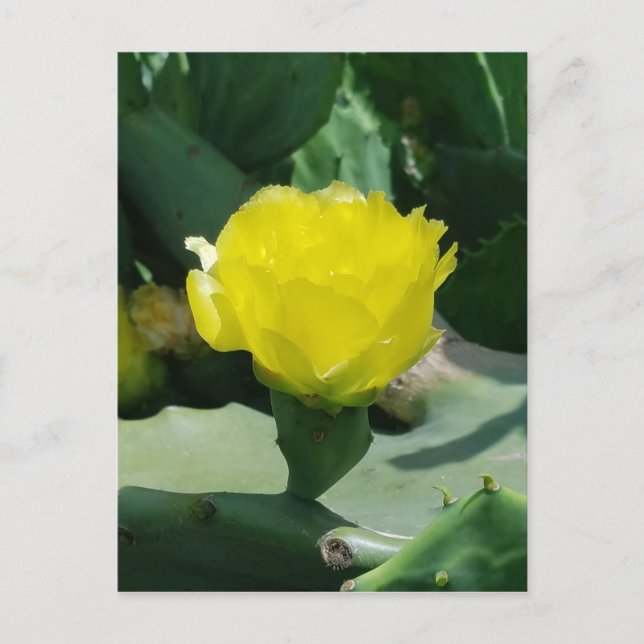 Carte Postale Cactus Bloom (Devant)