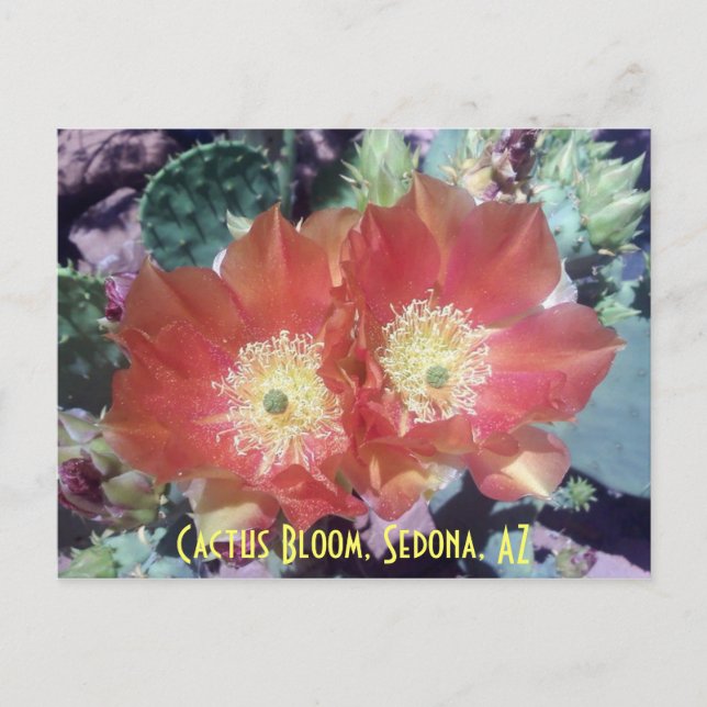 Carte Postale Cactus Bloom, Sedona, AZ (Devant)