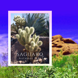 Carte Postale Cactus Cholla, Agave, Parc national de Saguaro, AZ