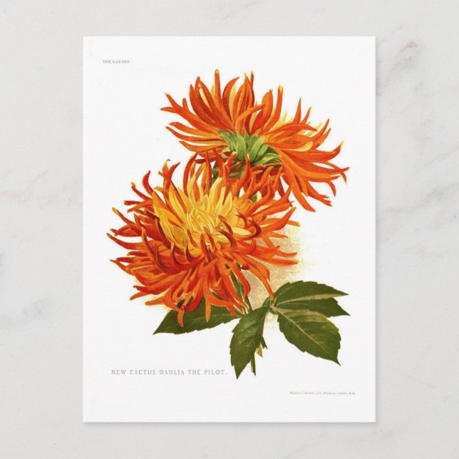 Carte Postale Cactus Dahlia (Devant)