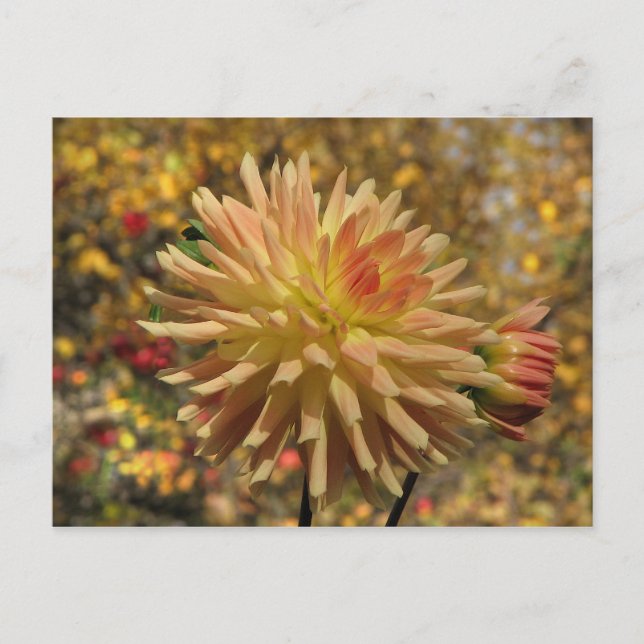 Carte postale Cactus Dahlia (Devant)