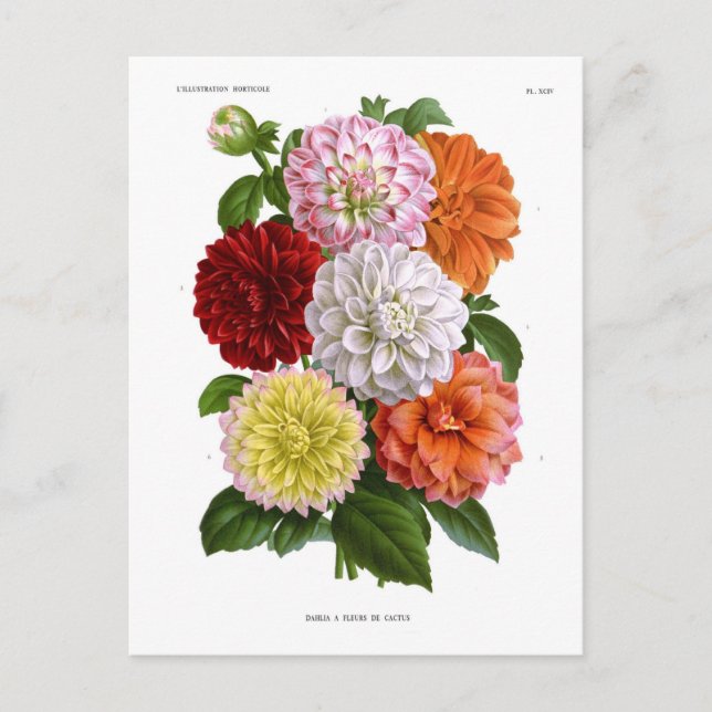 Carte Postale Cactus Dahlias (Devant)