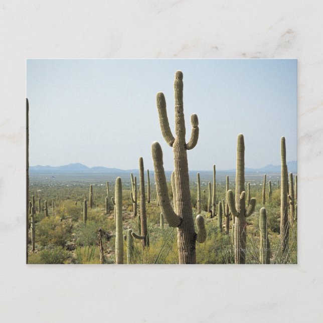 Carte Postale Cactus dans le Parc National du Saguaro, Arizona 2 (Devant)