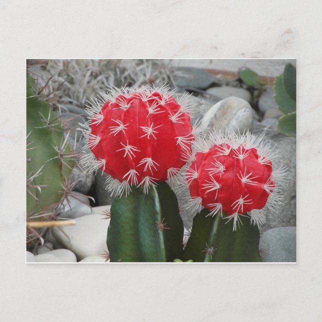 Carte Postale Cactus de contraste (Devant)