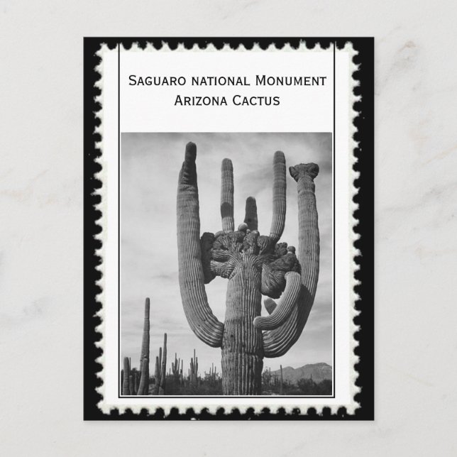 Carte Postale Cactus de l'Arizona (Devant)