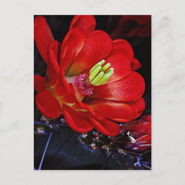 Carte Postale Cactus de tasse de Claret (Echinocereus triglochid (Devant)