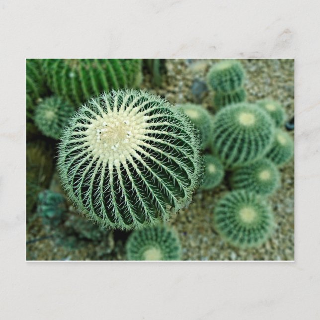 Carte Postale Cactus Dessert (Devant)