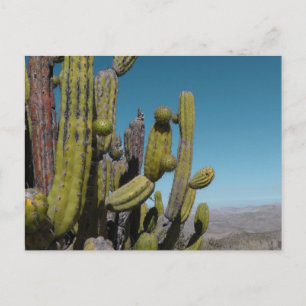 Carte Postale Cactus du désert