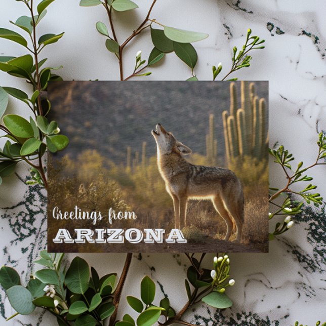 Carte Postale Cactus du désert paysage Coyote d'Arizona (Créateur téléchargé)