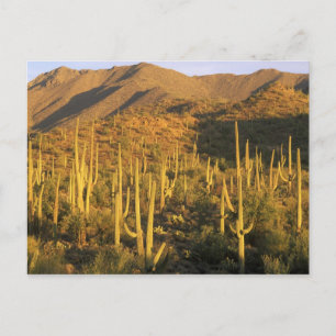 Carte Postale Cactus du Saguaro dans le parc national du Saguaro