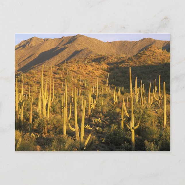 Carte Postale Cactus du Saguaro dans le parc national du Saguaro (Devant)
