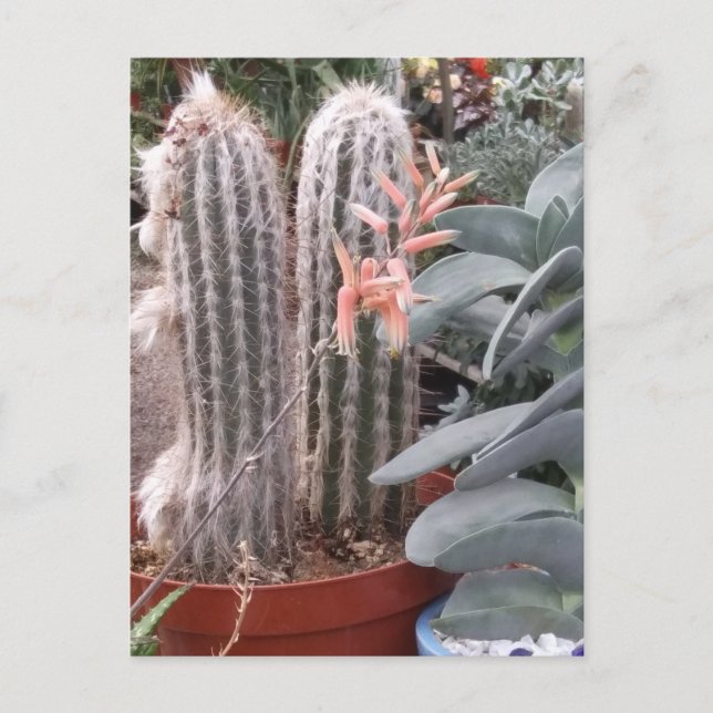 Carte Postale Cactus épineux (Devant)