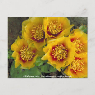 Carte postale / Cactus figuier de Barbarie