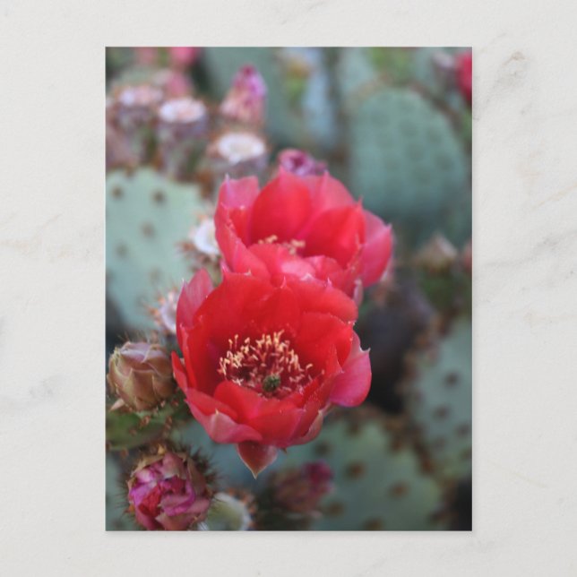 Carte Postale Cactus Flowers (Devant)