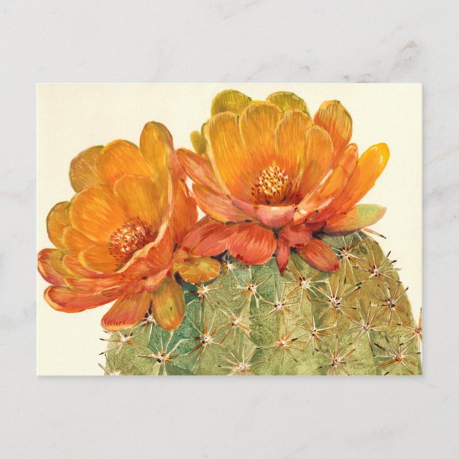 Carte Postale Cactus Orange Blossoms (Devant)
