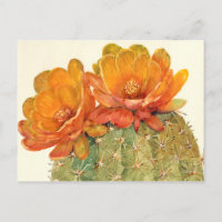Cactus Orange Blossoms