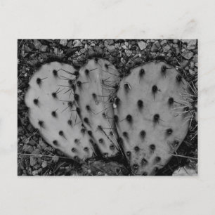 Carte Postale Cactus Portrait B/W Photographie