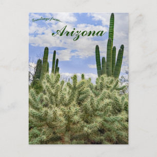 Carte Postale Cactus saguaro à Tucson Arizona
