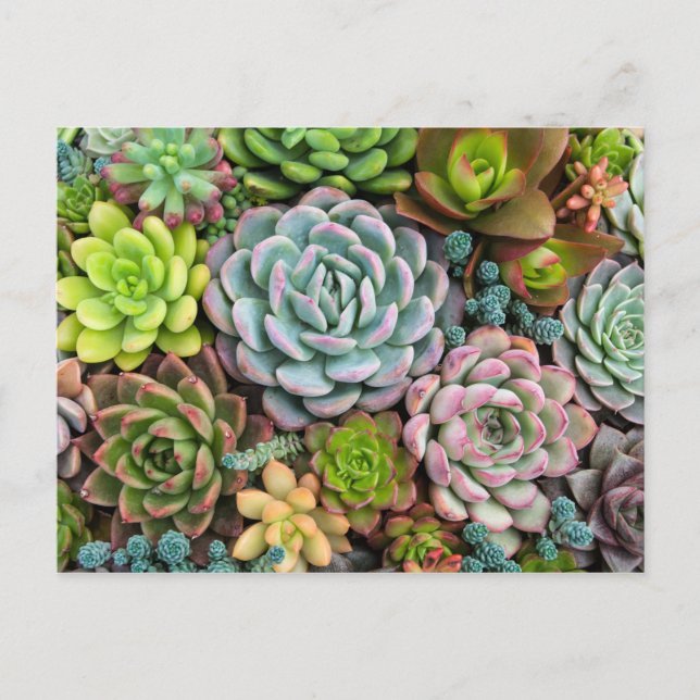 Carte postale Cactus Succulents (Devant)
