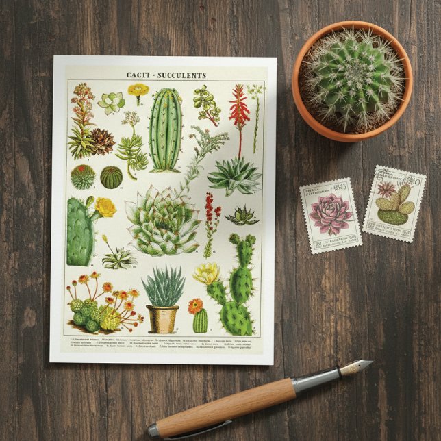 Carte Postale Cactus Succulents Botanical Illustration Postcard (Créateur téléchargé)