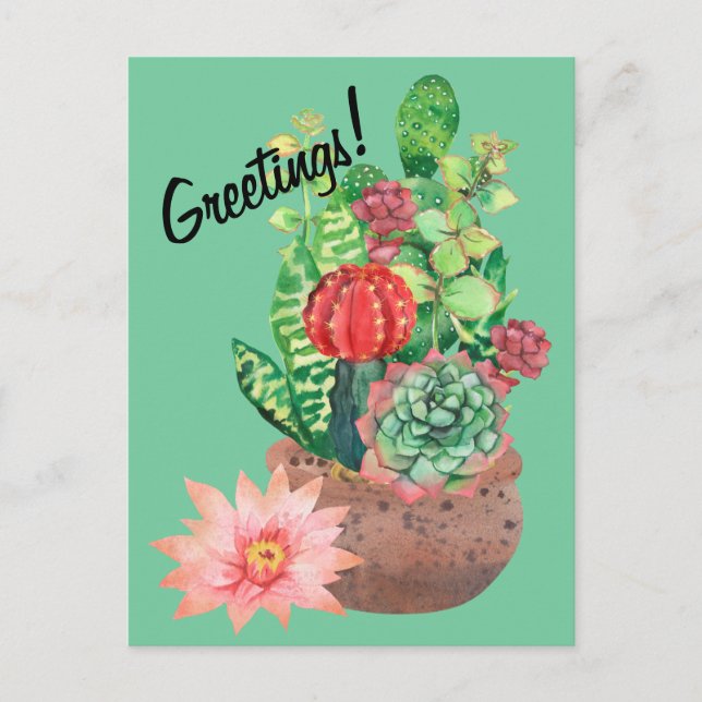 Carte Postale Cactus, Succulents, Fleur de cactus, Arrangement (Devant)