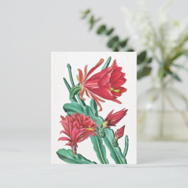 Carte Postale Cactus vert rouge en fleurs (Debout devant)