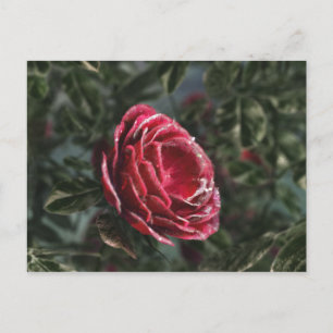 Carte postale Cadeau de l'hiver