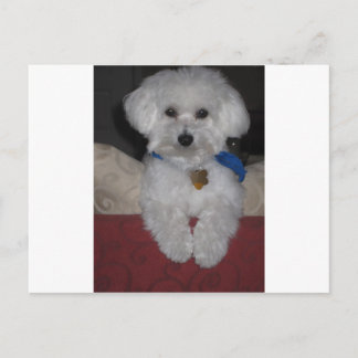 Carte Postale Cadeau maltais