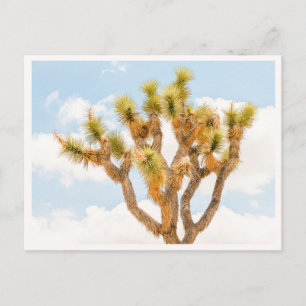 Carte Postale Cadeau photo pour amateur du Parc national de Josh
