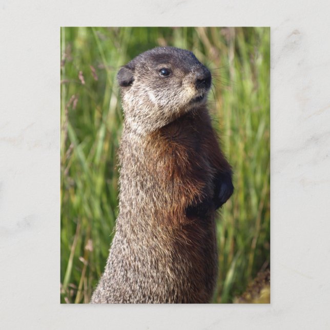 Carte Postale Cadeaux de marmottes à ventre jaune (Devant)