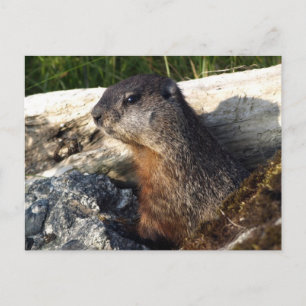 Carte Postale Cadeaux de marmottes à ventre jaune