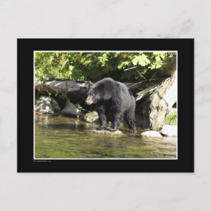 Carte Postale Cadeaux d'ours Noir "Saumon Spots"