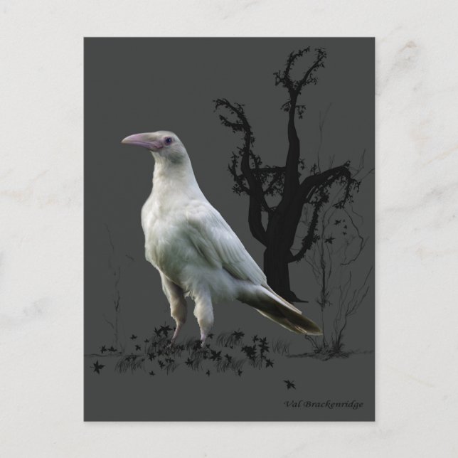 Carte Postale Cadeaux "Rare White Raven" (Devant)