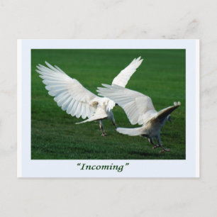 Carte Postale Cadeaux Rare White Raven