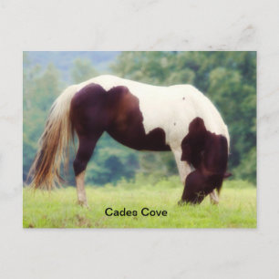 Carte postale Cades Cove
