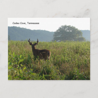 Carte Postale Cades Cove, Tennessee